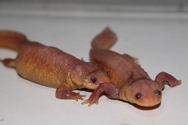 お年玉大特価激レア アルビノイベリアトゲイモリ繁殖可能ペアー イモリ サラマンダー 売買されたオークション情報 Yahooの商品情報をアーカイブ公開 オークファン Aucfan Com