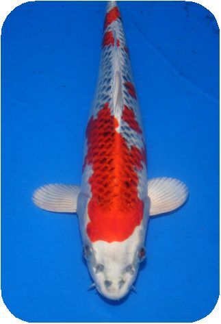 プロが選んだ鯉100選 優秀品 NO 11－80 2歳孔雀黄金 37cm(錦鯉)｜売買