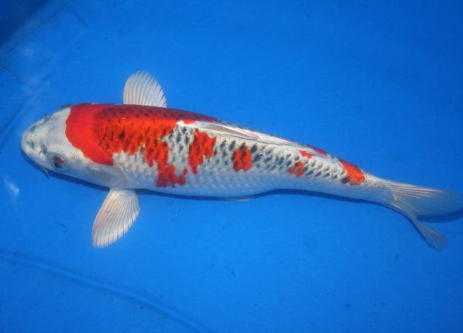 プロが選んだ鯉100選 優秀品 NO 11－80 2歳孔雀黄金 37cm(錦鯉)｜売買