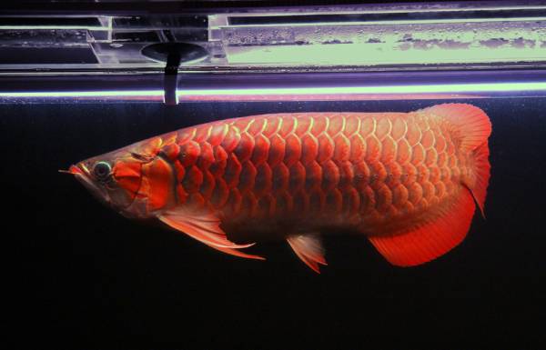 再出品☆極美・超血龍アリフ 60cm±(アロワナ)｜売買された  