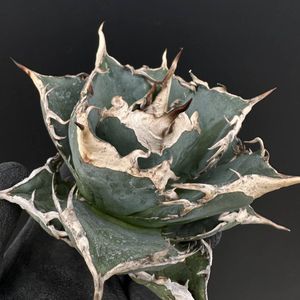 アガベ ブルーのYahoo!オークション(旧ヤフオク!)の相場・価格を見る