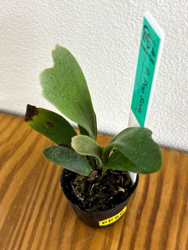 Frontier Plants】【現品】ビカクシダ・ポップソーダ（ポップソダ