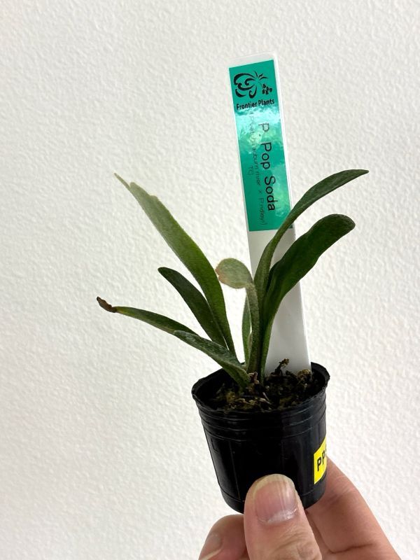 Frontier Plants】【現品】ビカクシダ・ポップソーダ（ポップソダ