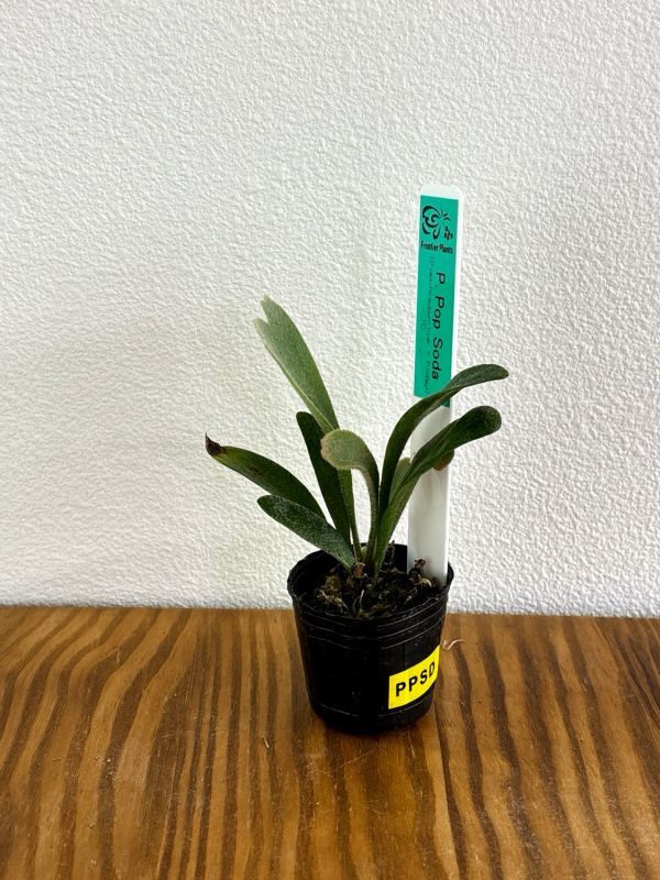 Frontier Plants】【現品】ビカクシダ・ポップソーダ（ポップソダ