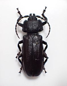 ウスバカミキリの値段と価格推移は？｜48件の売買データからウスバ