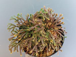 イワヒバの値段と価格推移は？｜29件の売買データからイワヒバの価値が