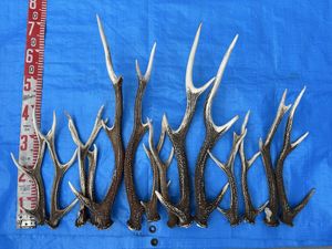 鹿の角のYahoo!オークション(旧ヤフオク!)の相場・価格を見る｜Yahoo