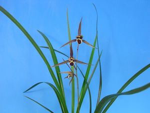 寒蘭 土佐寒蘭のYahoo!オークション(旧ヤフオク!)の相場・価格を見る