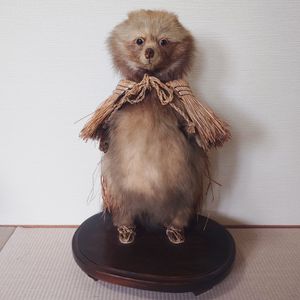 たぬき 剥製の値段と価格推移は？｜4件の売買データからたぬき 剥製の