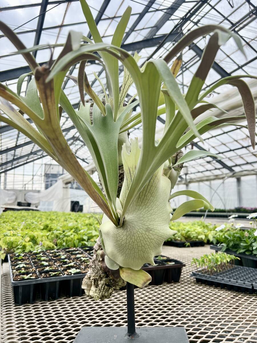 ビカクシダ（platycerium）ベイチー'レモイネイ' _P. Veitchii