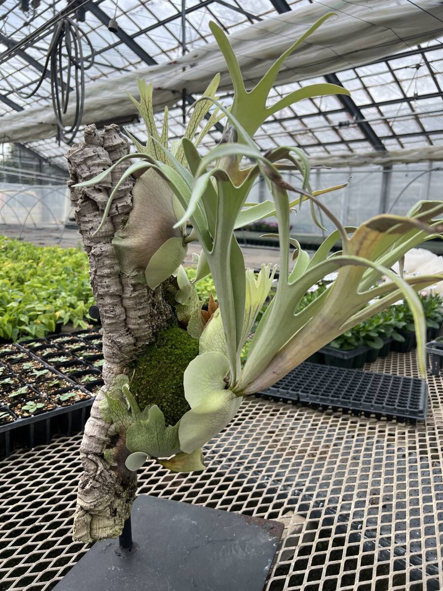 ビカクシダ（platycerium）ベイチー'レモイネイ' _P. Veitchii