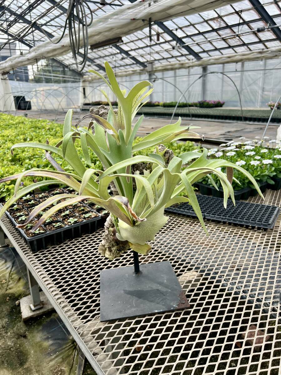 ビカクシダ（platycerium）ベイチー'レモイネイ' _P. Veitchii