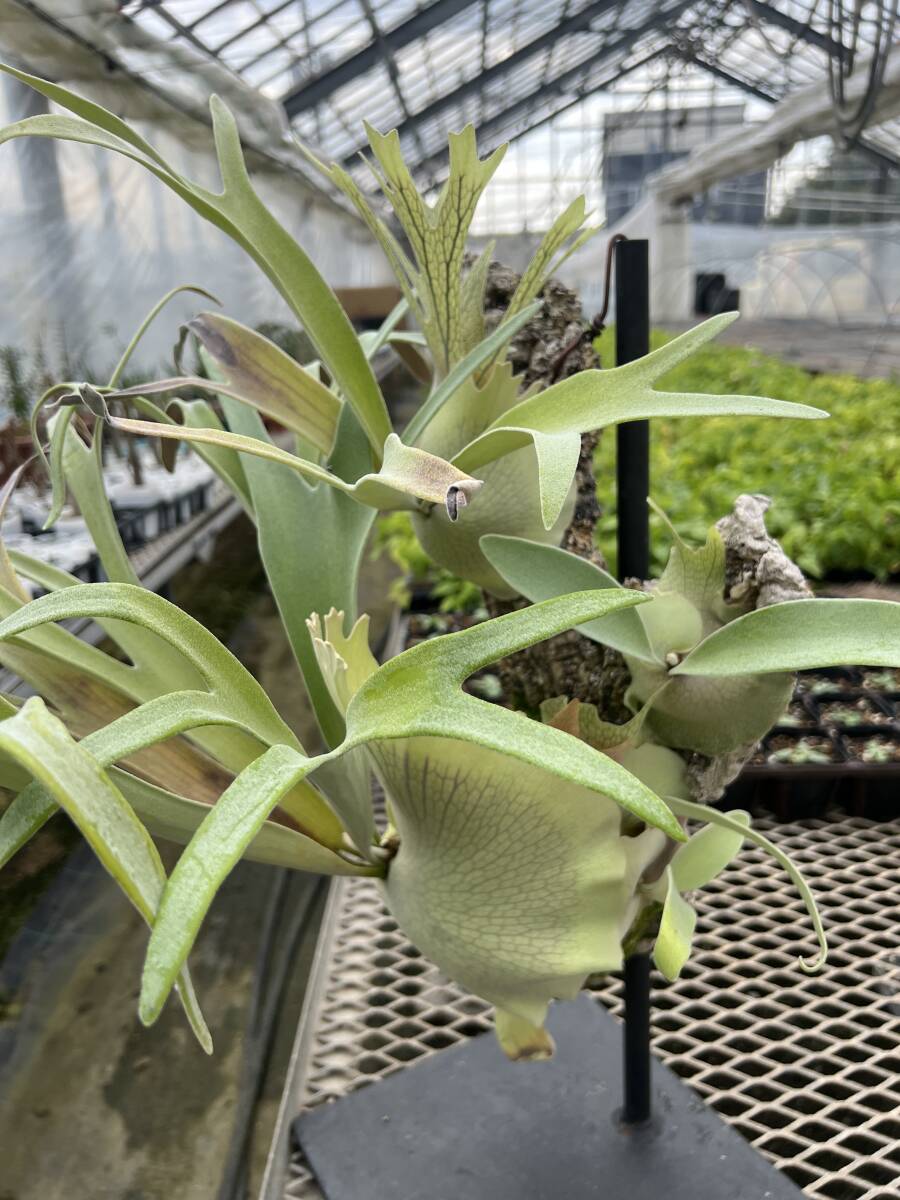 ビカクシダ（platycerium）ベイチー'レモイネイ' _P. Veitchii