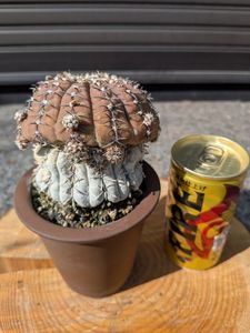 サボテン ギムノカリキウムのYahoo!オークション(旧ヤフオク!)の相場