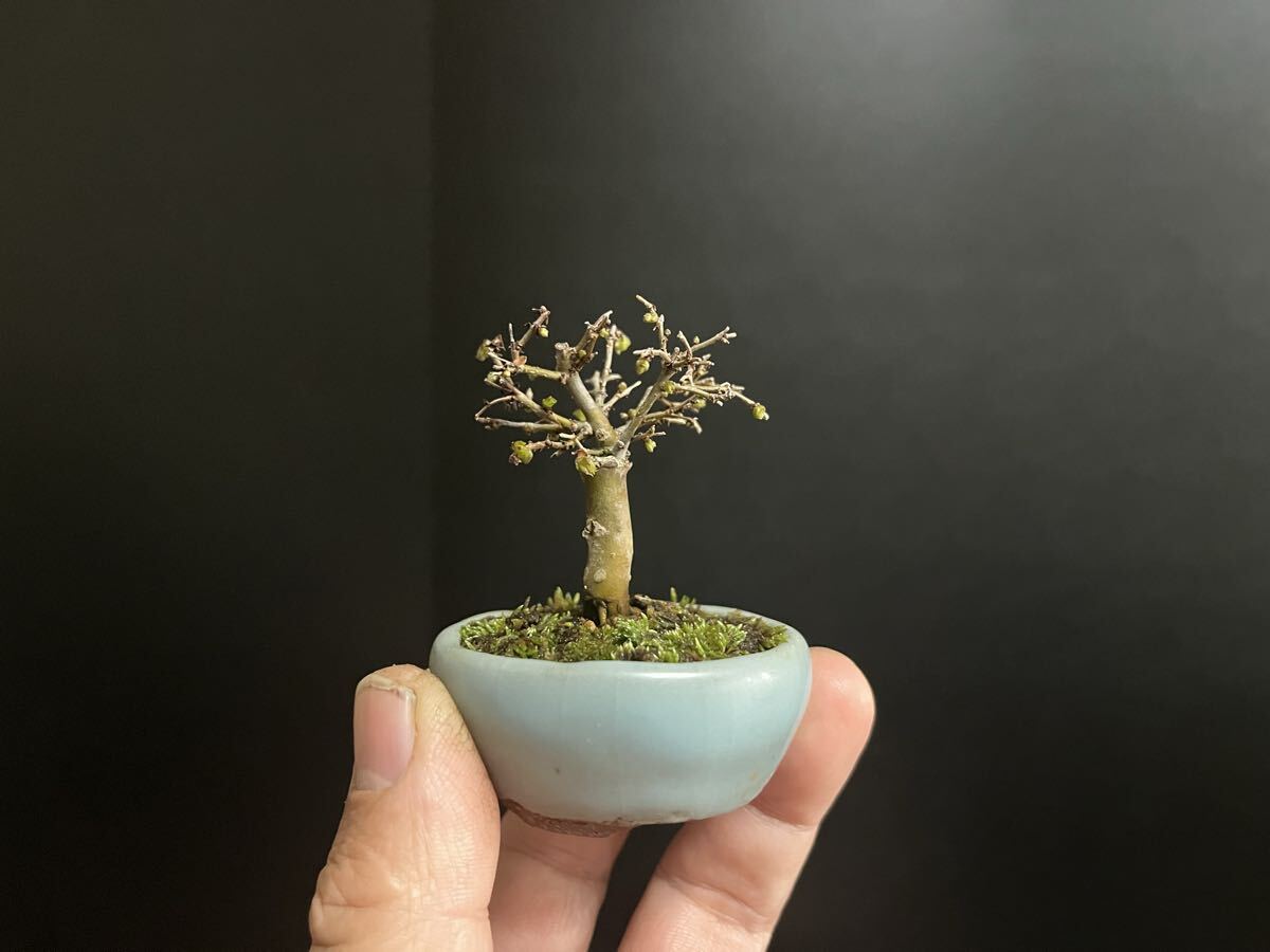 欅盆栽 ケヤキ 極小 短寸 ミニ盆栽 豆盆栽 樹高5cm (検索用 小品盆栽