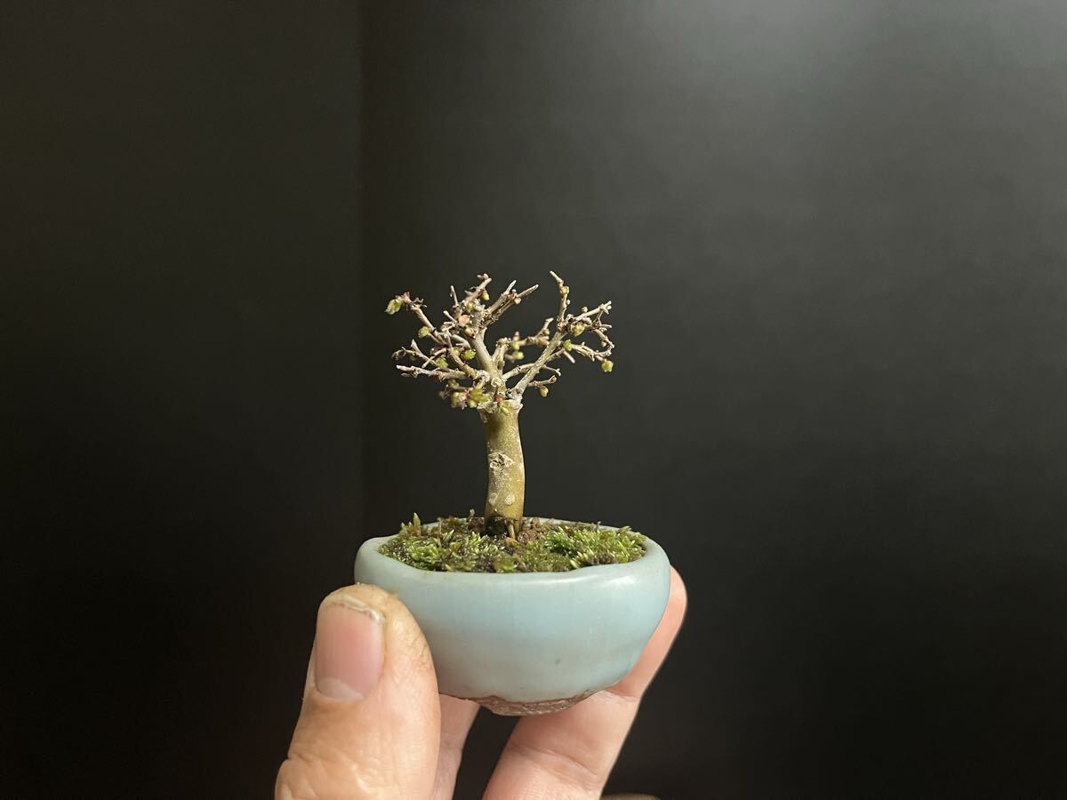 欅盆栽 ケヤキ 極小 短寸 ミニ盆栽 豆盆栽 樹高5cm (検索用 小品盆栽