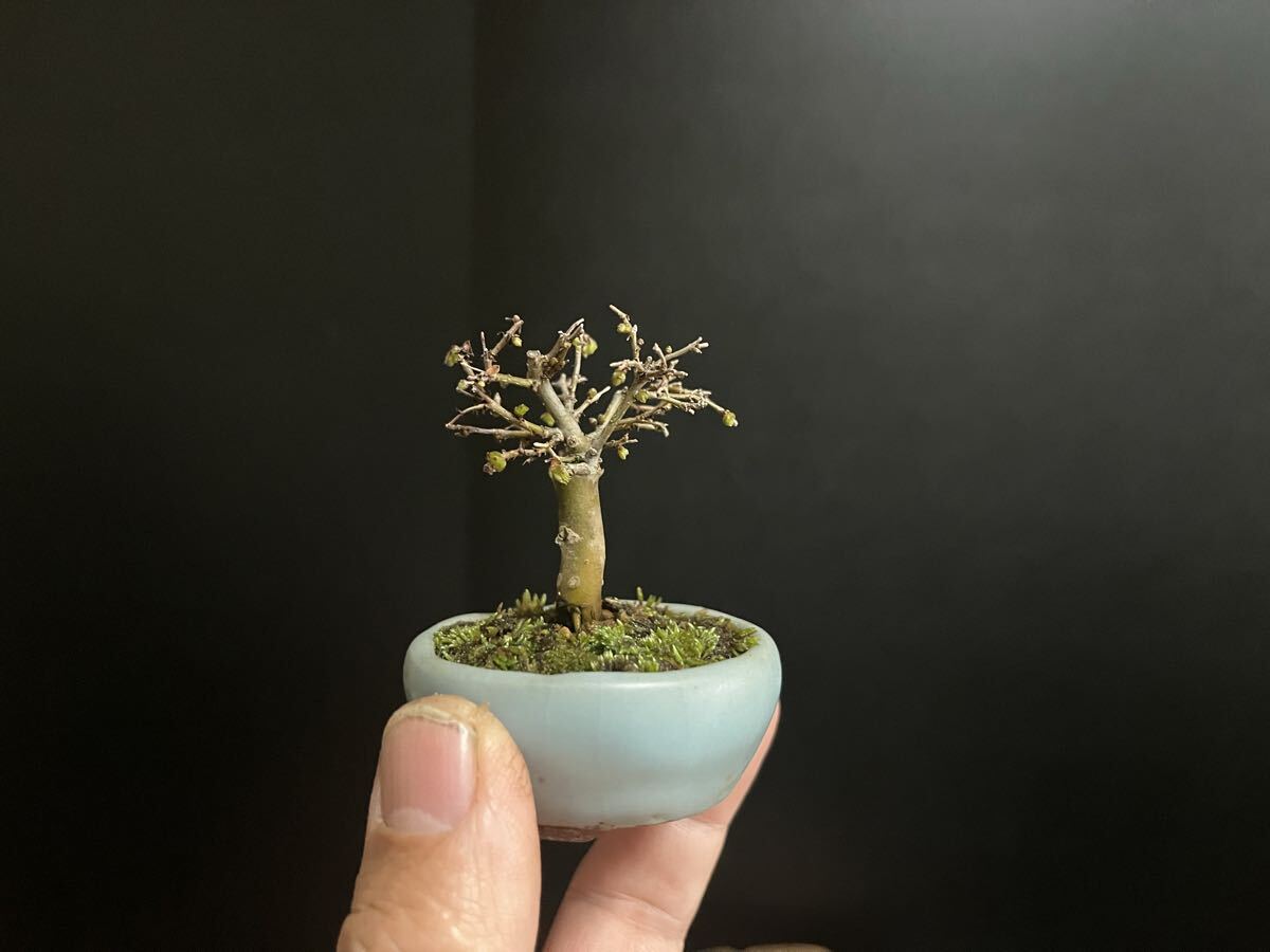 欅盆栽 ケヤキ 極小 短寸 ミニ盆栽 豆盆栽 樹高5cm (検索用 小品盆栽