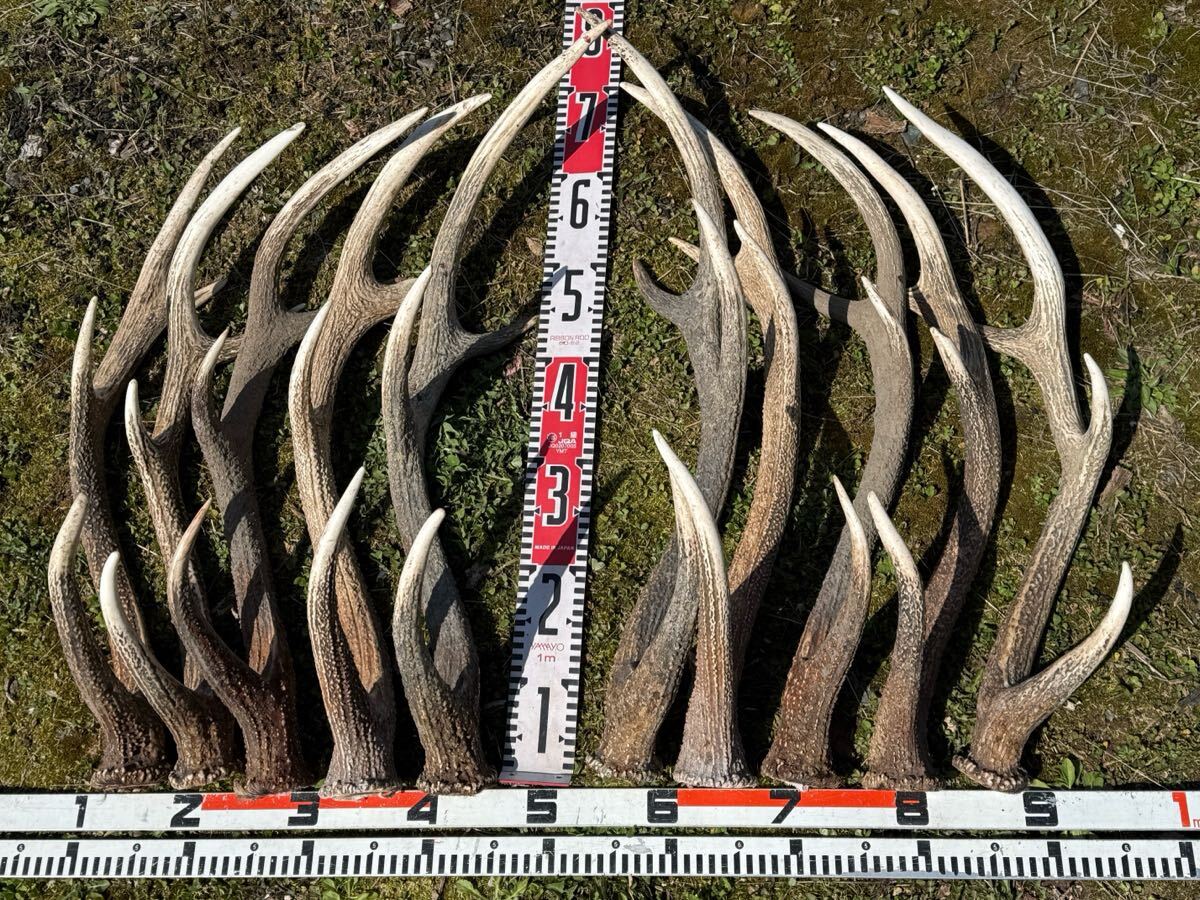 北海道 エゾ鹿の角の値段と価格推移は？｜2件の売買データから北海道 