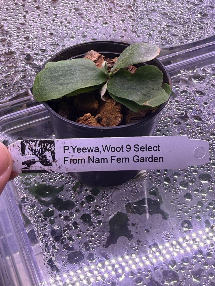タイ株 P.Yeewa *woot#9 select 【NamFern garden】(ビカクシダ