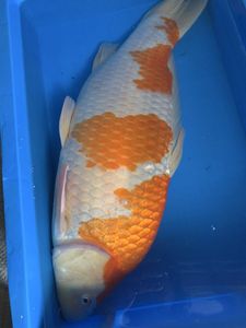 紅白 錦鯉の値段と価格推移は？｜249件の売買データから紅白 錦鯉の