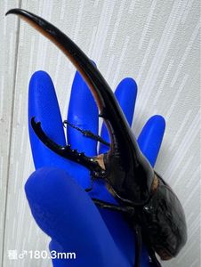 Yahoo!オークション(旧ヤフオク!)のペット、生き物 ヘラクレス