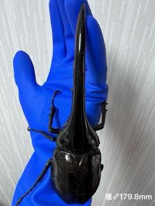 値下げ‼️ワイルド▪ヘラクレスヘラクレス♂♀１４３ミリ。 Yahoo!オークション(旧ヤフオク!)のペット、生き物 ヘラクレス