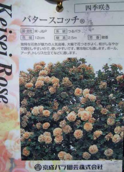 0811 現品処分1円開始 京成バラ Clツルバラ苗バタースコッチ バラ 売買されたオークション情報 Yahooの商品情報をアーカイブ公開 オークファン Aucfan Com