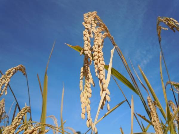 1円～送料無料 25年長野県産コシヒカリ白米30kg (10kg×3袋)_2