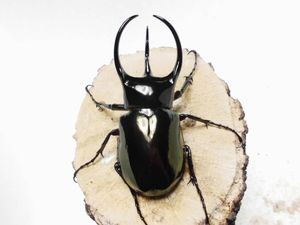コーカサスオオカブト ♂の値段と価格推移は？｜476件の売買データから