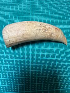 マッコウクジラ歯の値段と価格推移は？｜30件の売買データからマッコウ