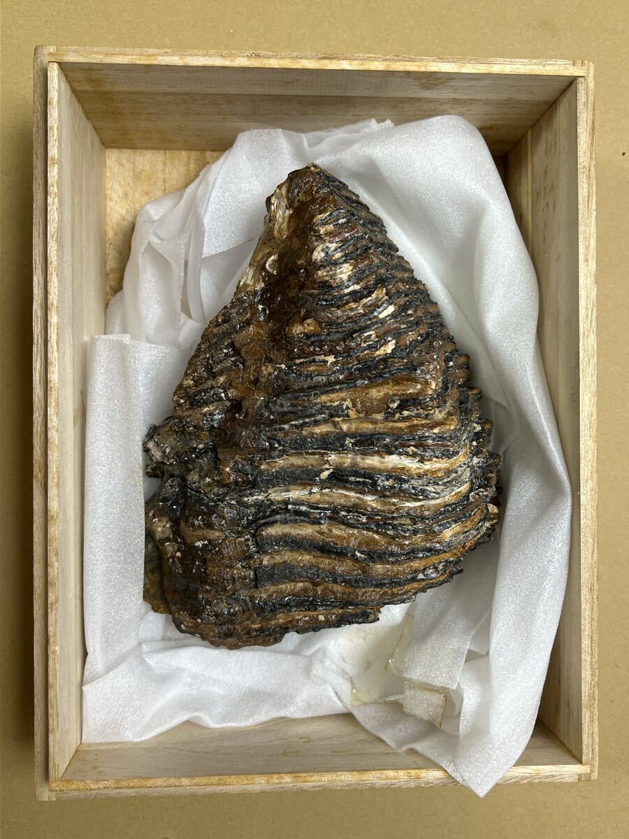 マンモス 牙の値段と価格推移は？｜16件の売買データからマンモス 牙の