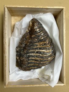 マンモス 牙の値段と価格推移は？｜16件の売買データからマンモス 牙の