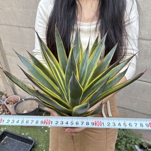 アメリカーナの値段と価格推移は？｜729件の売買データから