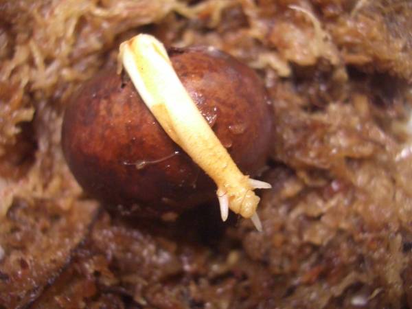 * トチ * 発根済み *_1