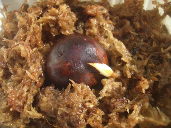 * トチ * 発根済み *_3