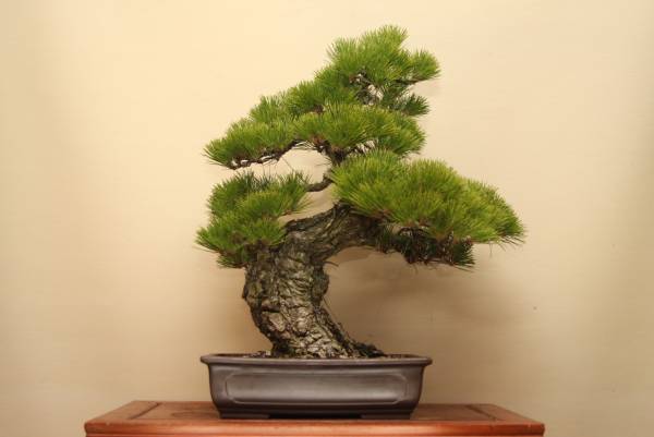 一樹園 黒松 （株）一樹園 [石卓鉢五葉松盆栽楓梅皐月欅植木] 真柏