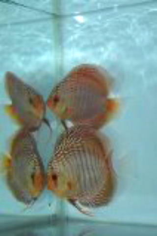 １１２７■原種　ワイルド　クリペア　クロス　ペア　必見■_1