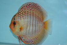 １１２７■原種　ワイルド　クリペア　クロス　ペア　必見■_2