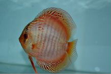 １１２７■原種　ワイルド　クリペア　クロス　ペア　必見■_3