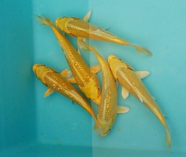 特選錦鯉☆銀鱗山吹黄金5尾☆二歳☆約16cm☆小千谷産(錦鯉)｜売買され 