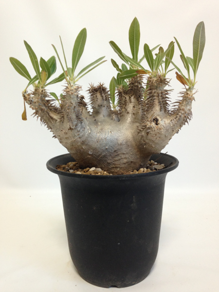 pachypodium パキポディウム ホリロンベンセ 塊根 curious