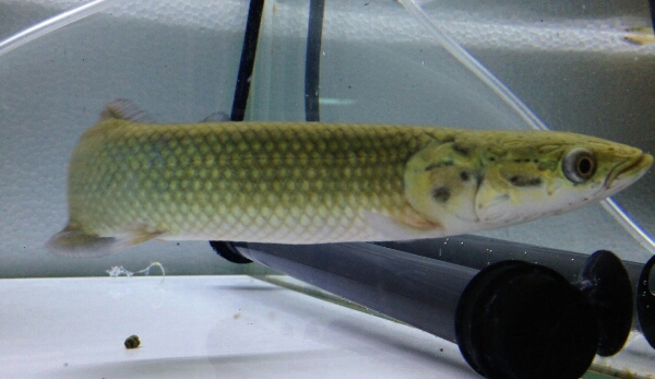 ピラルク安心個体 Alba Com Gt