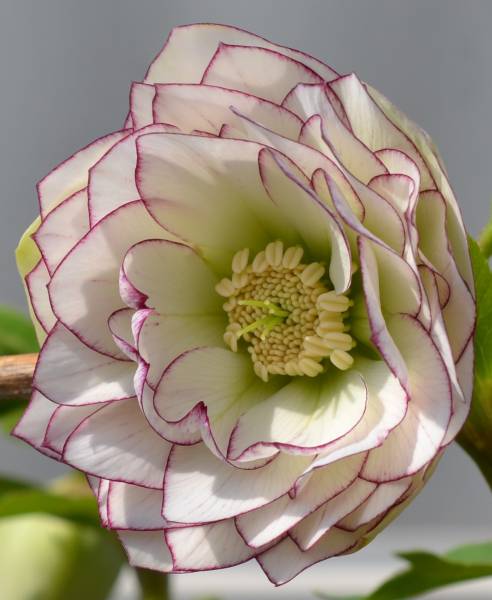 143★極上★多弁花系糸ピコダブル★開花株クリスマスローズ