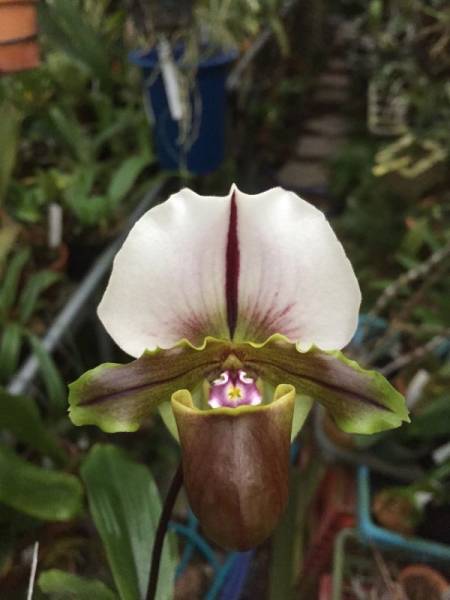 洋蘭 Paph.spicerianum'Cocoa'×self