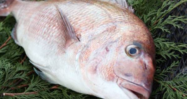 01●駿河湾産　活〆真鯛１kg物 ２尾入り 送安！●同梱無制限！