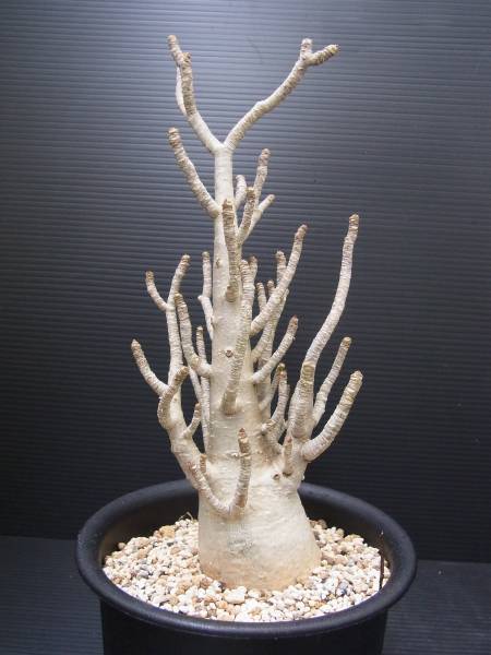 多肉植物 アデニウム 巨大アラビカム 塊根種 枝数いっぱい！(サボテン