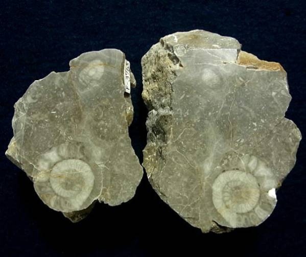 ■産地別 日本の化石■325 新潟県 ゴニアタイト