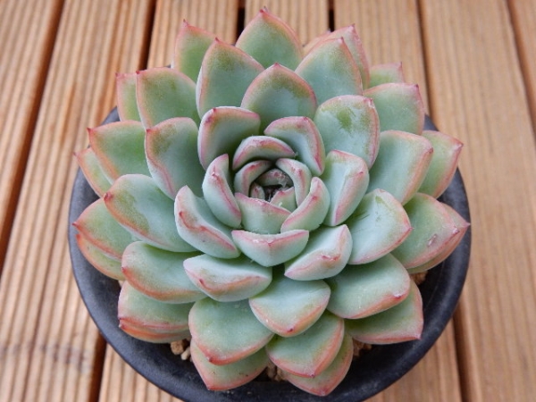 ★＾-＾　エケベリア　ミロ 大苗　多肉植物　　＾-＾★