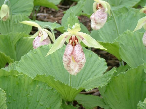 【山野草】 熊谷草 クマガイソウ 蘭　　５株