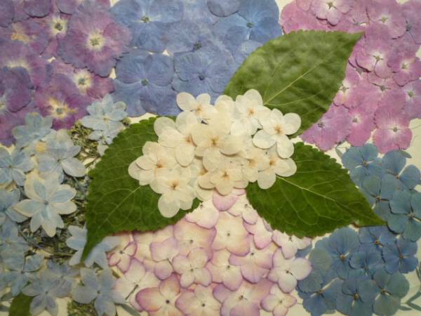 ♪押し花材料　あじさい　いっぱい②♪